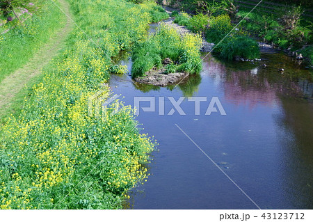 カラシナ 堤防の写真素材
