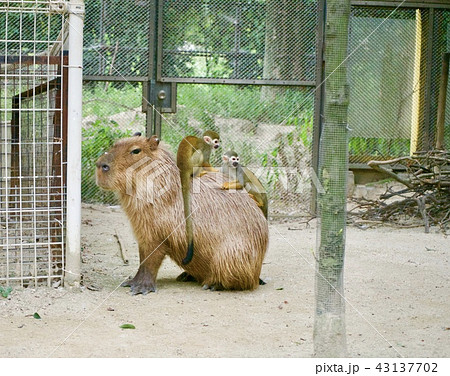 カピバラ リスザル 動物園 東武動物公園の写真素材