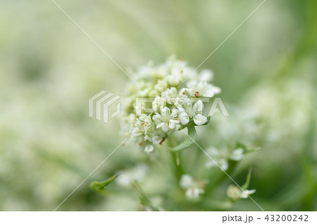 ニンジン 花 植物 アップの写真素材