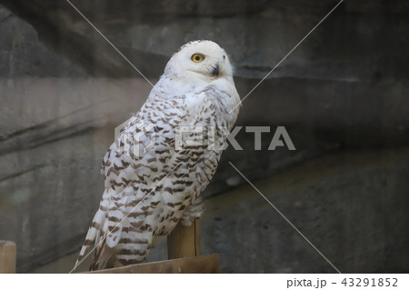 シロフクロウ 鳥 メス フクロウ目の写真素材