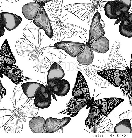 花 蝶 イラスト 白黒 モノクロームのイラスト素材