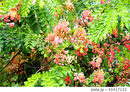 レインボー シャワーツリー シャワーの写真素材