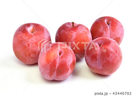 スモモの写真素材