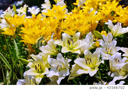 百合の花の写真素材