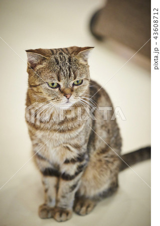 猫 スコティッシュフォールド スコティッシュ 不細工の写真素材 猫 スコティッシュフォールド スコティッシュ 不細工の写真素材
