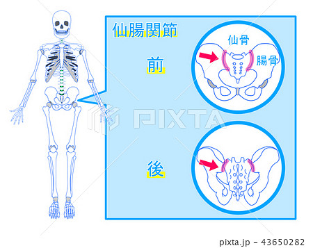 仙腸関節 関節 整体 カイロプラクティックのイラスト素材