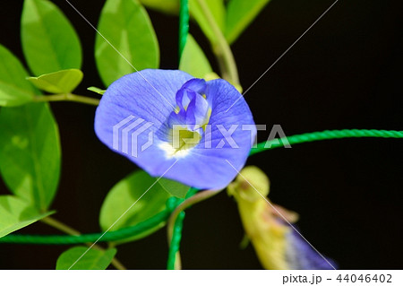 くりとりあの写真素材