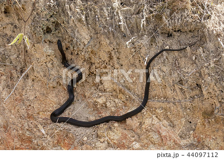 蛇 幼蛇 シマヘビ 縞蛇の写真素材