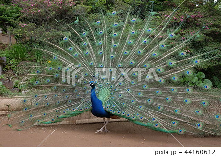 孔雀 青色 雄 横向きの写真素材 - PIXTA