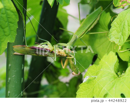 捕食 カマキリ 共食い 昆虫の写真素材