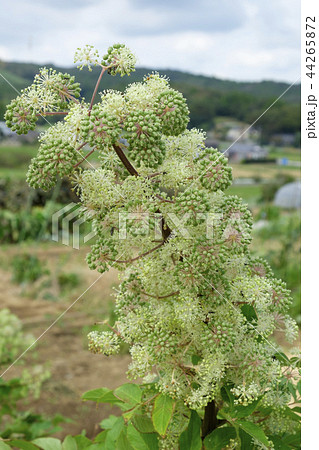 花 独活 山うど うどの写真素材