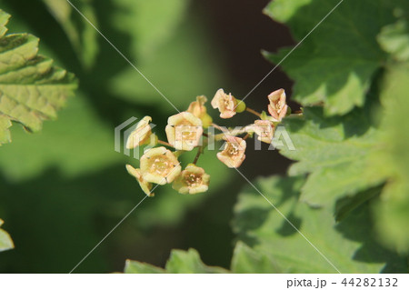 セイヨウスグリの花の写真素材