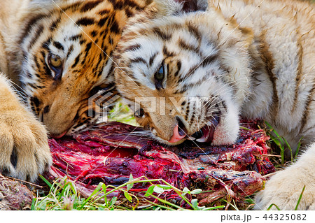 動物 トラ 虎 正面 ストライプ 白色 動物食 肉食動物の写真素材