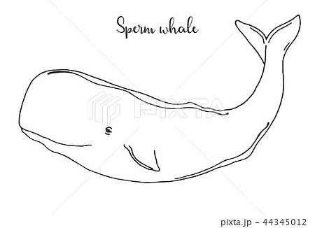 くじら クジラ 鯨 精子のイラスト素材