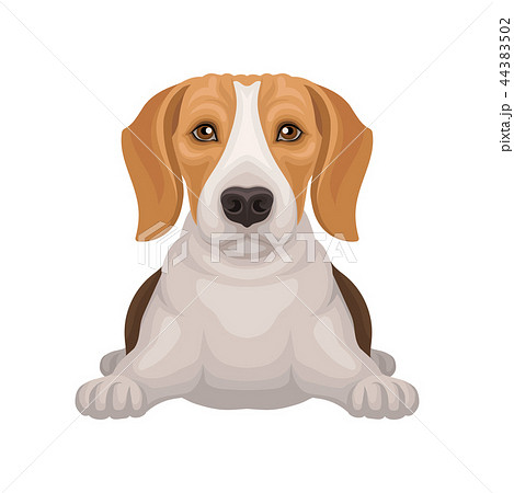 ビーグル かわいいの写真素材