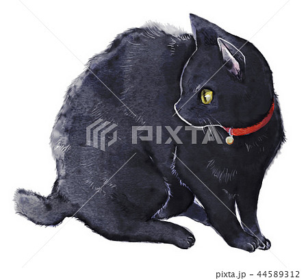 黒猫 動物 猫 白バックの写真素材