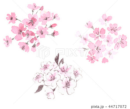 花 桜 墨 水墨画のイラスト素材