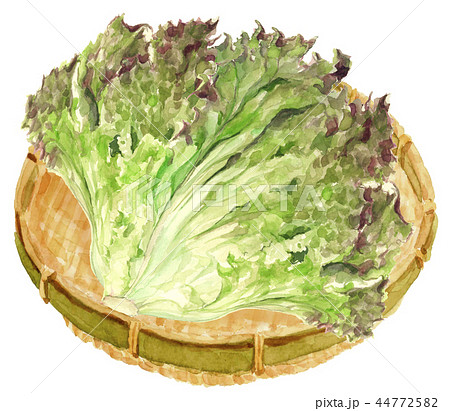 サニーレタスのイラスト素材