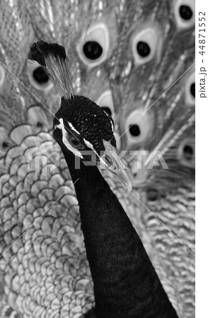 鳥 孔雀 イラスト 白黒の写真素材 Pixta