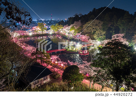 千葉公園 夜桜 ライトアップ 春の写真素材