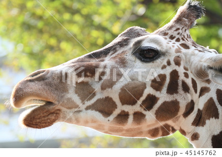 キリン 顔 動物 瞳の写真素材