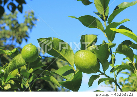瀬戸内四季成りレモン 瀬戸内レモン 四季成りレモン 広島レモンの写真素材