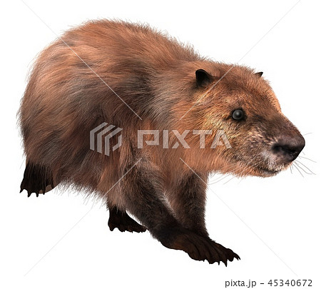 動物画像のすべて 無料印刷可能ビーバー 画像 動物 動物画像のすべて 無料印刷可能ビーバー 画像 動物