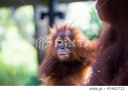 オランウータンの赤ちゃんの写真素材