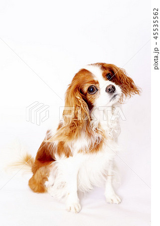キャバリアキングスチャールズコッカースパニエル キャバリア 小型犬 犬の写真素材