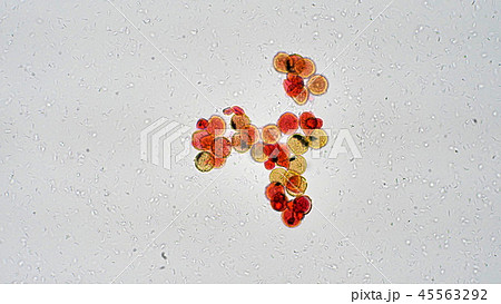 カボチャの花粉の写真素材