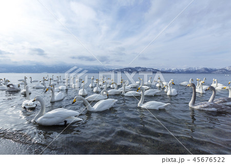 渡り鳥 北海道の写真素材