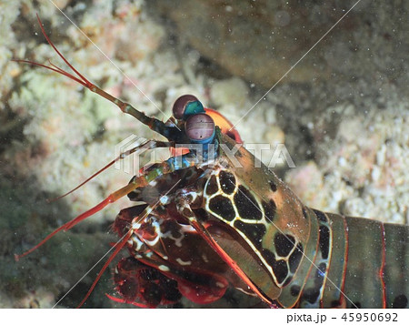 カマキリエビの写真素材