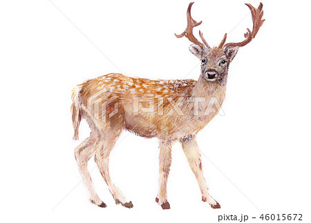 無料イラスト画像 綺麗なリアル かわいい 鹿 イラスト