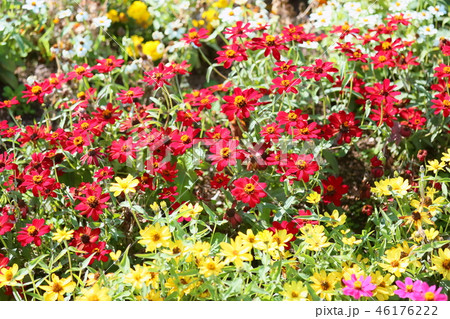 ジニア 花壇の写真素材