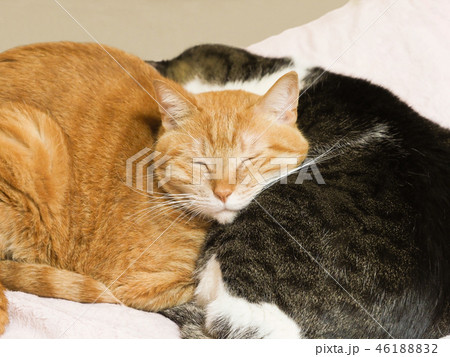 猫 寝る 重なる 2匹の写真素材