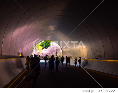 Sakura in the tunnel of Miho Museum - Stock Photo [76386128] - PIXTA