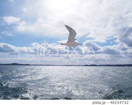 飛んでる鳥の横の写真素材