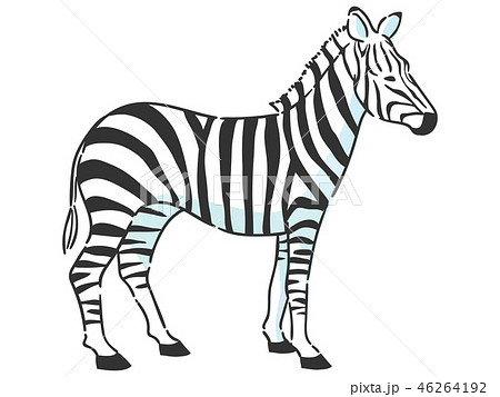 シマウマ ベクター 動物 白バックのイラスト素材
