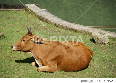 寝ている牛の写真素材