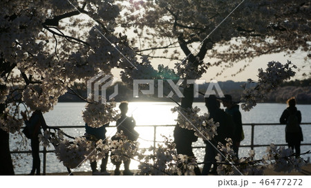 桜 ワシントンdc ポトマック川の写真素材