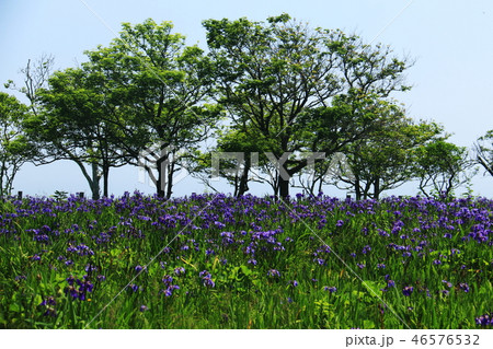 釧路湿原の花の写真素材 - PIXTA