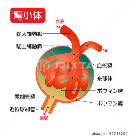 腎小体の写真素材