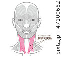 首回りの筋肉まとめ 名称入りのイラスト素材