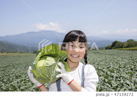 畑 キャベツ畑 赤ちゃん 1人の写真素材