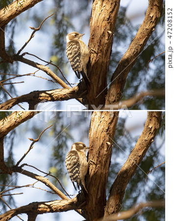 木をつつく鳥 野鳥の写真素材