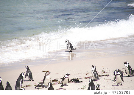 ファーストペンギンの写真素材