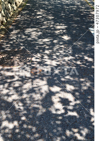 影 シルエット 木漏れ日 地面の写真素材