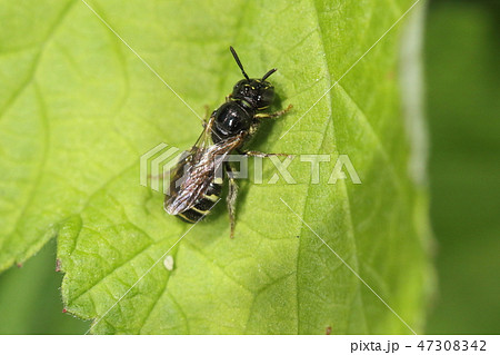 昆虫 蜂 黒い蜂 細長いの写真素材