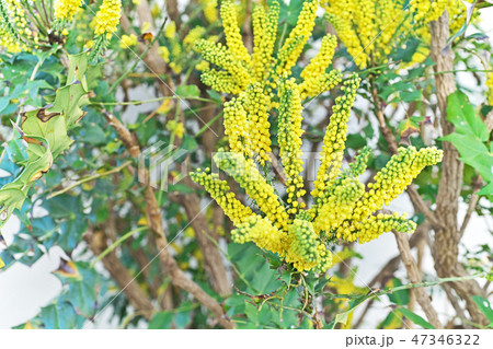 黄色いヒイラギナンテンの花の写真素材 [47346322] - PIXTA