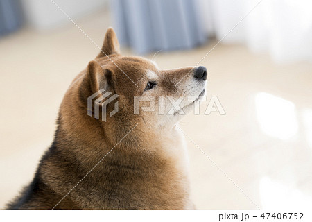 狗叢林犬柴犬側面圖照片素材